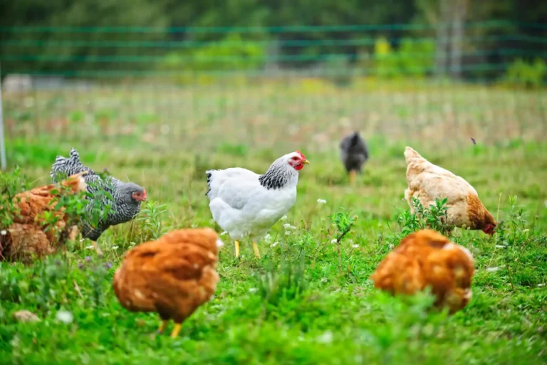 Sustainable Poultry Meal Production